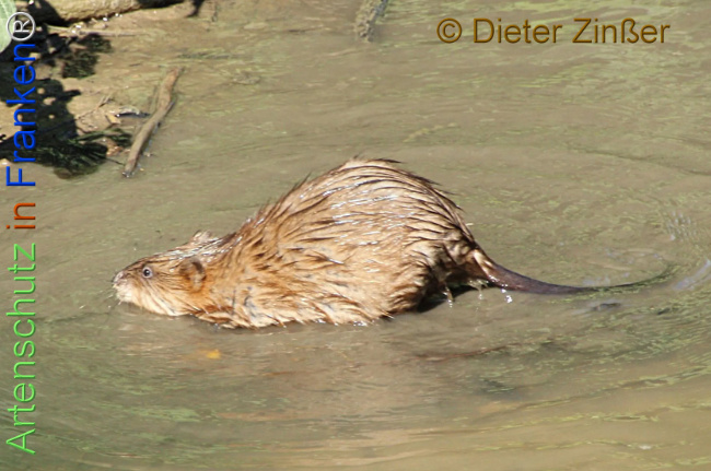 Bild zum Eintrag (1137553-160)