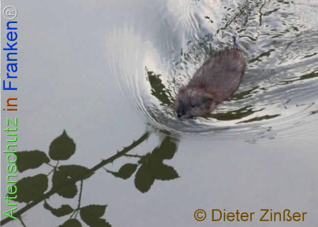 Bild zum Eintrag (1137557-160)