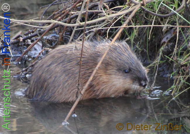 Bild zum Eintrag (1137558-160)