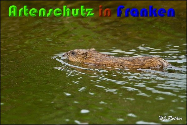 Bild zum Eintrag (1137560-160)