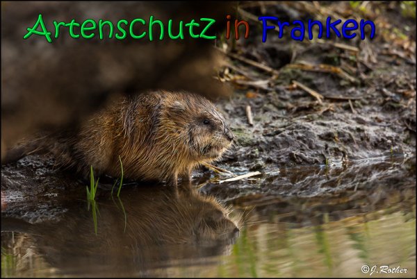 Bild zum Eintrag (1137572-160)