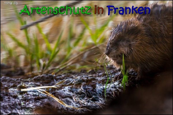 Bild zum Eintrag (1137574-160)