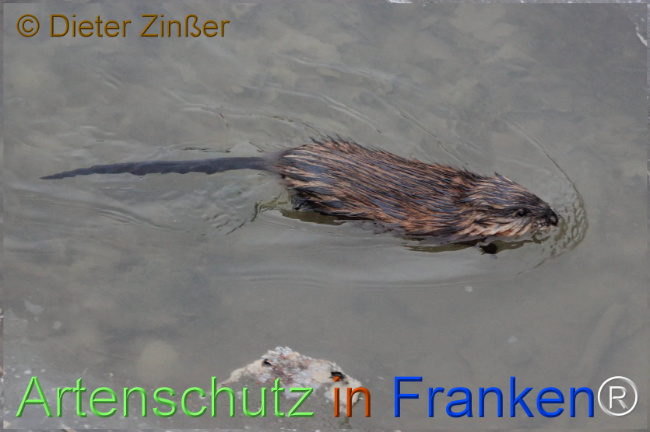 Bild zum Eintrag (1137578-160)