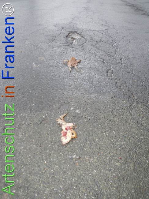 Bild zum Eintrag (1137606-160)