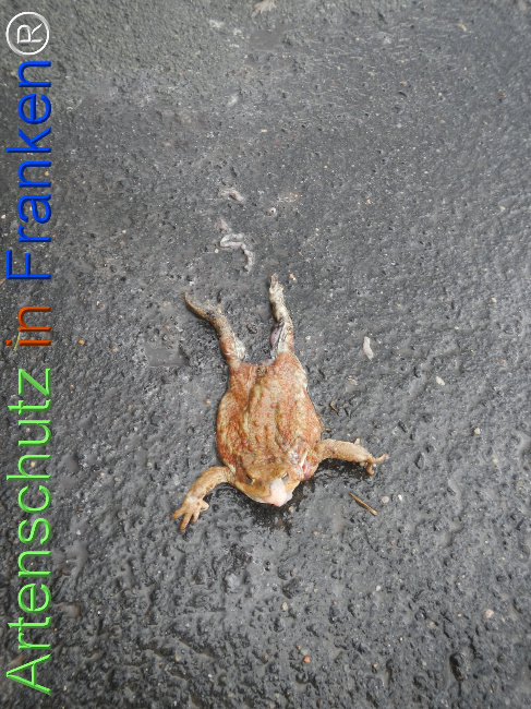 Bild zum Eintrag (1137608-160)