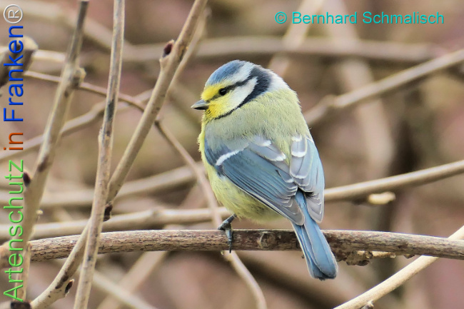 Bild zum Eintrag (1137626-160)