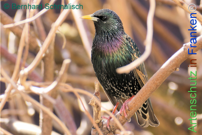 Bild zum Eintrag (1137693-160)