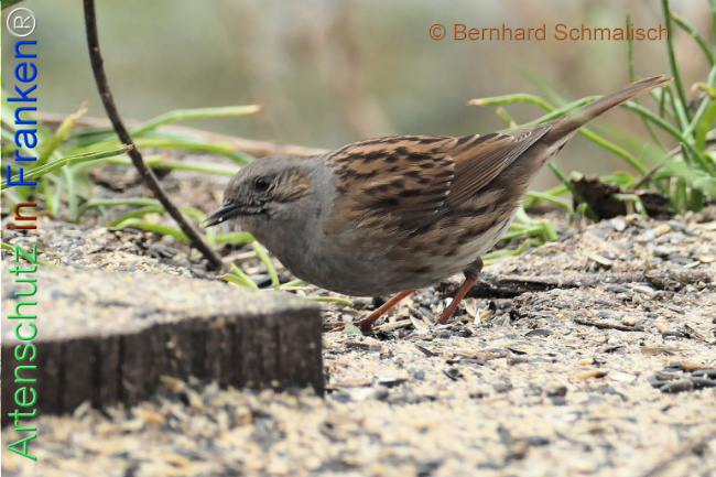 Bild zum Eintrag (1137828-160)