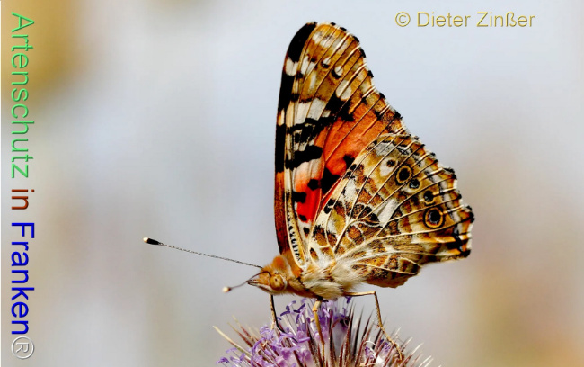 Bild zum Eintrag (1138100-160)