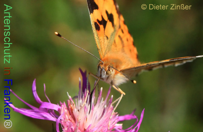 Bild zum Eintrag (1138101-160)