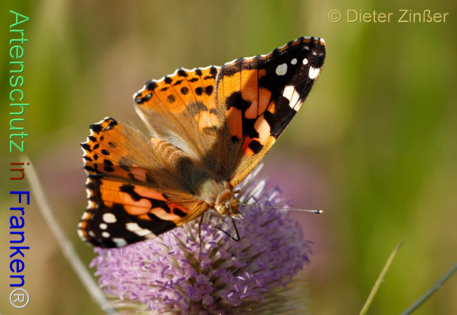 Bild zum Eintrag (1138104-160)