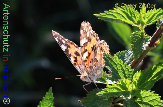 Bild zum Eintrag (1138105-160)