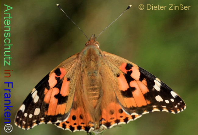 Bild zum Eintrag (1138106-160)