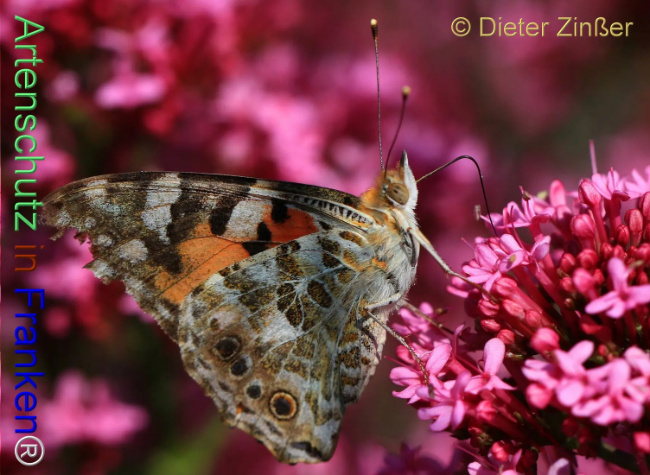 Bild zum Eintrag (1138108-160)