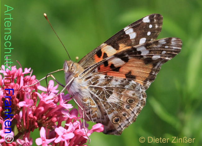 Bild zum Eintrag (1138109-160)