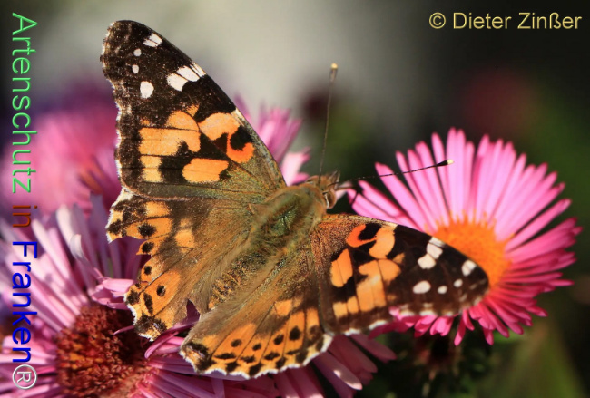 Bild zum Eintrag (1138110-160)