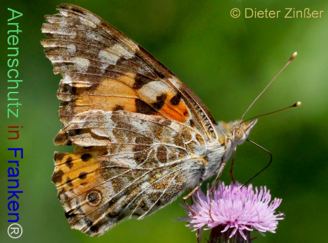 Bild zum Eintrag (1138112-160)