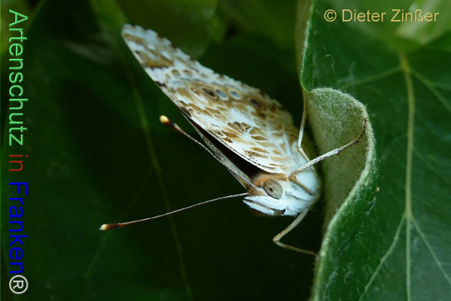 Bild zum Eintrag (1138113-160)