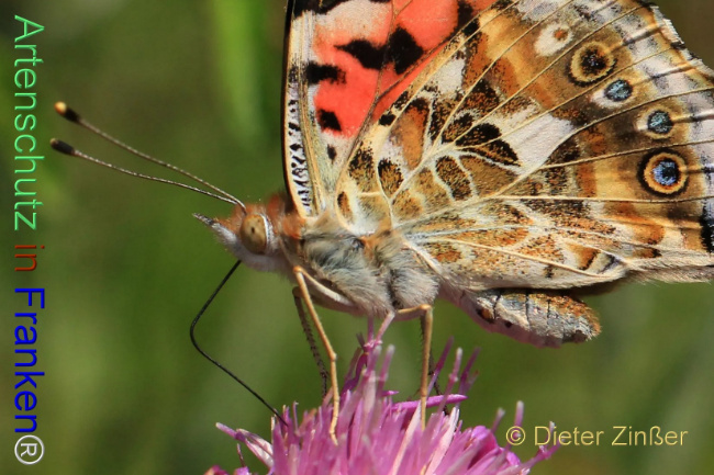 Bild zum Eintrag (1138114-160)