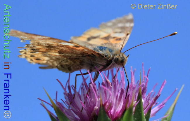 Bild zum Eintrag (1138117-160)