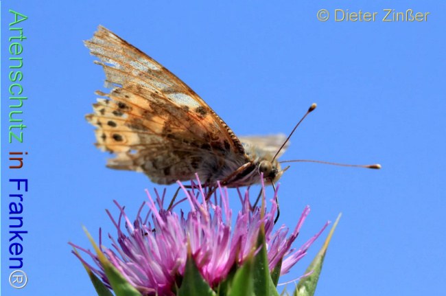 Bild zum Eintrag (1138118-160)