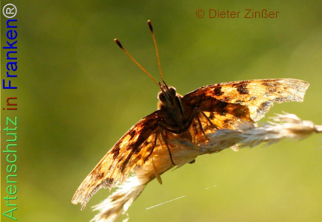 Bild zum Eintrag (1138458-160)