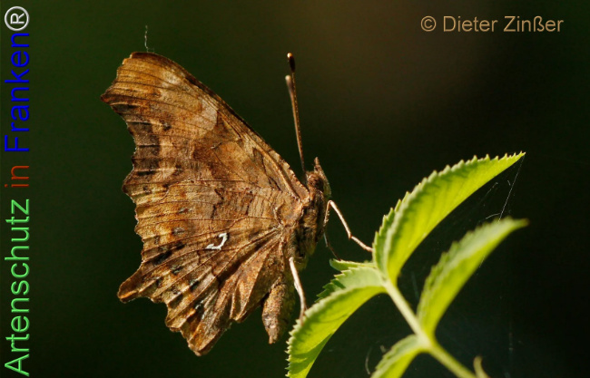 Bild zum Eintrag (1138460-160)