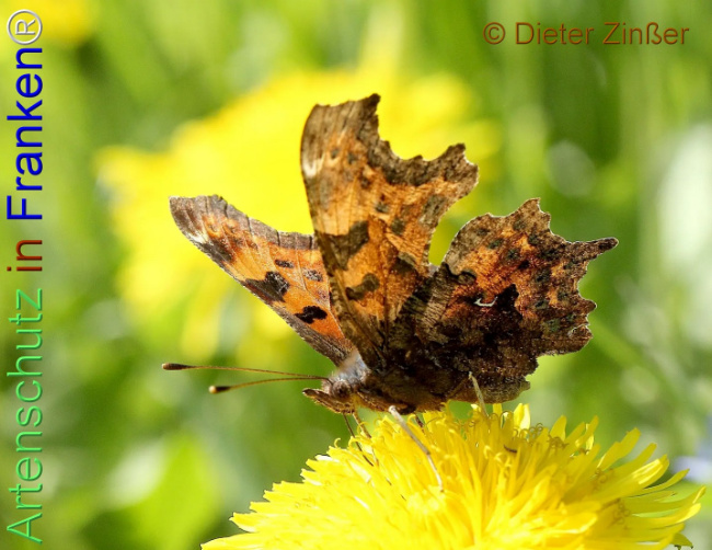 Bild zum Eintrag (1138461-160)