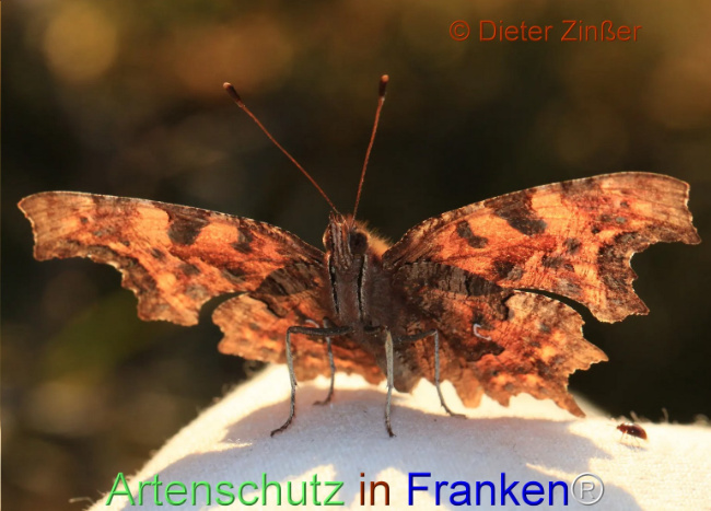 Bild zum Eintrag (1138462-160)