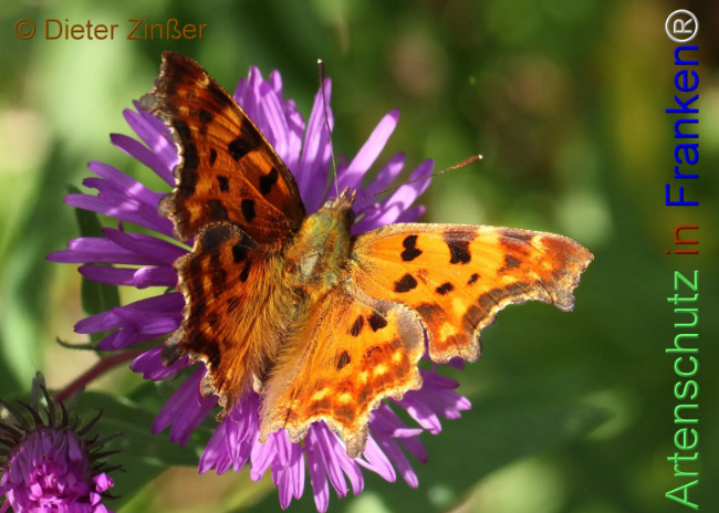 Bild zum Eintrag (1138464-160)