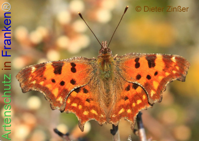 Bild zum Eintrag (1138467-160)