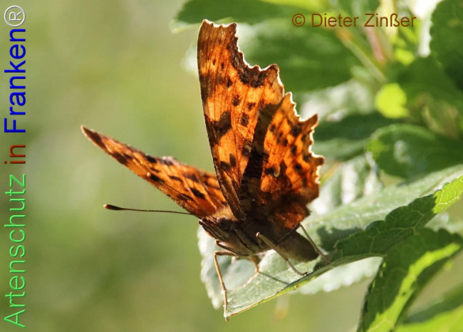 Bild zum Eintrag (1138470-160)