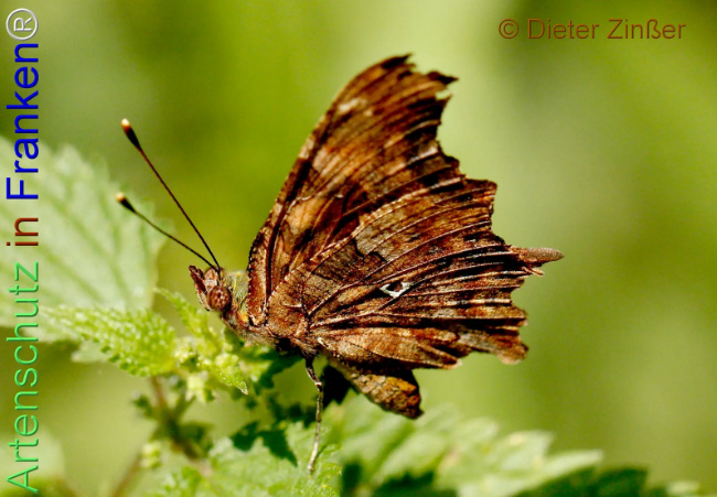 Bild zum Eintrag (1138471-160)