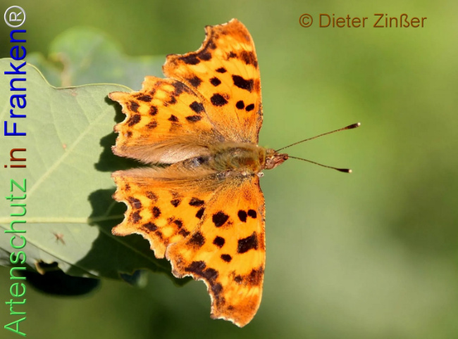 Bild zum Eintrag (1138472-160)