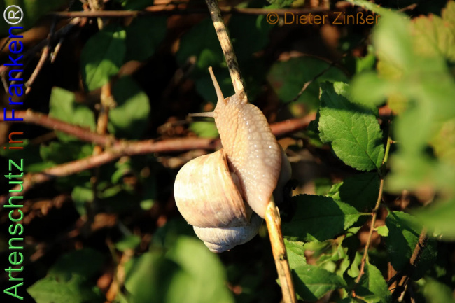 Bild zum Eintrag (1138480-160)