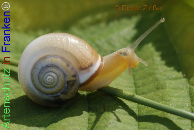 Bild zum Eintrag (1138488-160)