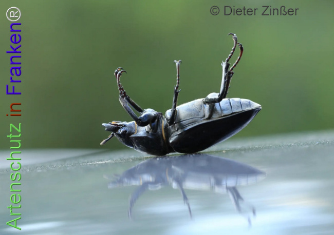 Bild zum Eintrag (1138597-160)