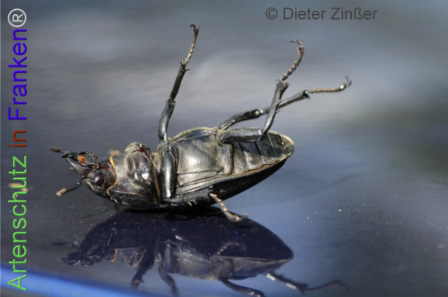 Bild zum Eintrag (1138598-160)