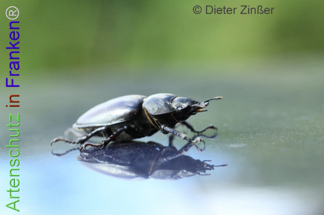 Bild zum Eintrag (1138603-160)