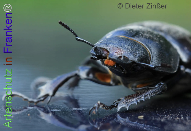 Bild zum Eintrag (1138604-160)