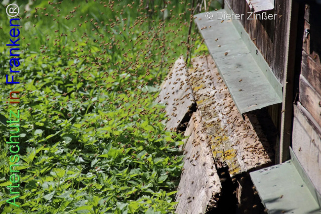 Bild zum Eintrag (1138789-160)