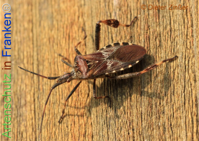 Bild zum Eintrag (1138915-160)