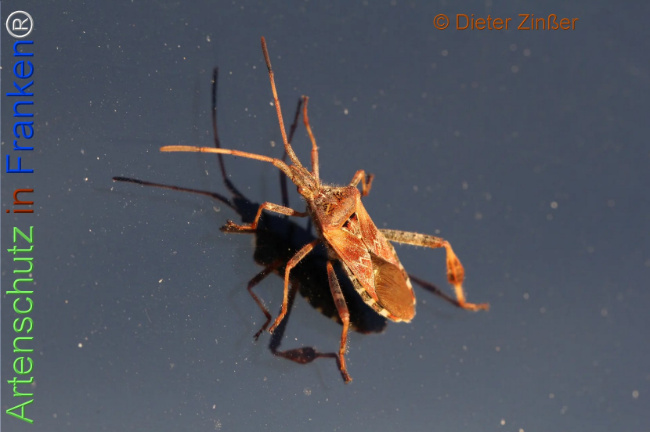 Bild zum Eintrag (1138917-160)