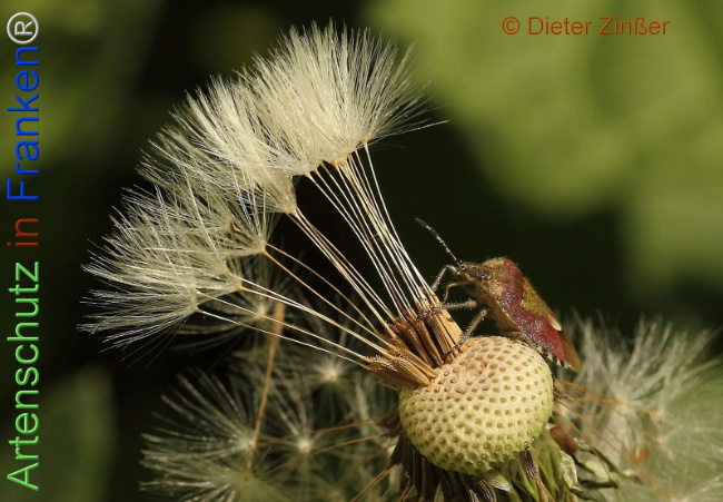 Bild zum Eintrag (1138926-160)