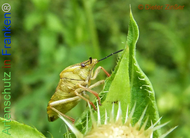 Bild zum Eintrag (1138927-160)