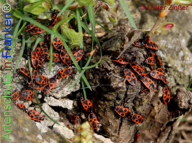 Bild zum Eintrag (1138937-160)