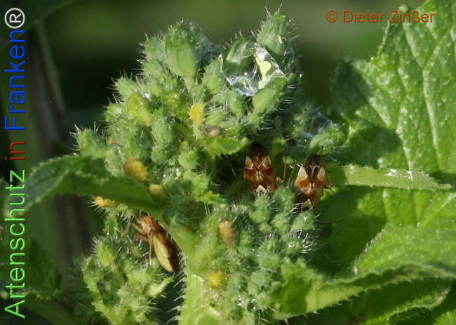 Bild zum Eintrag (1138942-160)