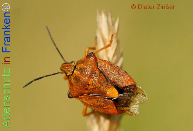 Bild zum Eintrag (1138953-160)