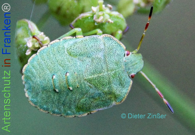 Bild zum Eintrag (1138962-160)