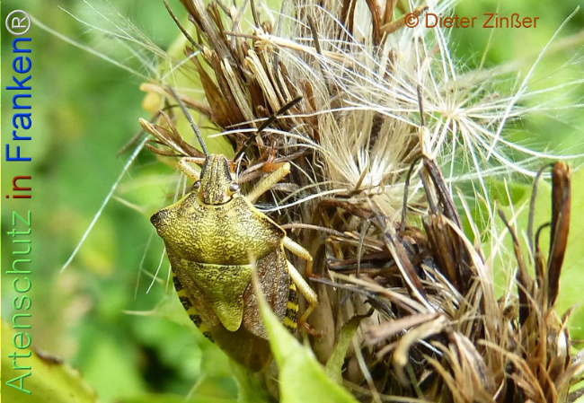 Bild zum Eintrag (1138968-160)